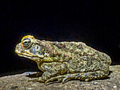 Eine eingeschleppte adulte Rohrkröte (Rhinella marina),nachts auf dem Gelände des Volivoli Resorts auf Viti Levu,Fidschi,Südpazifik,Pazifik