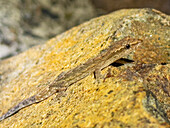 Ausgewachsener Trauergecko (Lepidodactylus lugubris),nachts auf dem Gelände des Volivoli Resort auf Viti Levu,Fidschi,Südpazifik,Pazifik