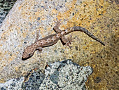 Ausgewachsener Trauergecko (Lepidodactylus lugubris),nachts auf dem Gelände des Volivoli Resort auf Viti Levu,Fidschi,Südpazifik,Pazifik