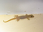 Ausgewachsener gefräßiger Gecko (Gehyra vorax),nachts auf dem Gelände des Volivoli Resort auf Viti Levu,Fidschi,Südpazifik,Pazifik