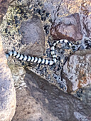 Adult yellow-lipped sea krait (Laticauda colubrina) snake, coming ashore at night on the Volivoli Resort grounds on Viti Levu, Fiji, South Pacific, Pacific