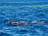 Spinnerdelfin (Stenella longirostris),schwimmt in der Nähe des Volivoli Resorts auf Viti Levu,Fidschi,Südpazifik,Pazifik