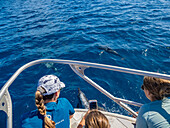 Touristen mit Spinnerdelfin-Gondel (Stenella longirostris),schwimmend in der Nähe des Volivoli Resorts auf Viti Levu,Fidschi,Südpazifik,Pazifik