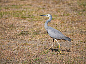 White-faced heron (Egretta novaehollandiae), looking for insects at the Volivoli Resort grounds on Viti Levu, Fiji, South Pacific, Pacific