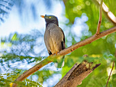 Jungle myna (Acridotheres fuscus), looking for insects at the Volivoli Resort grounds on Viti Levu, Fiji, South Pacific, Pacific