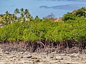 Rote Mangrovenpflanzen (Rhizophora mangle),bei Ebbe in der Nähe des Volivoli Resort Geländes auf Viti Levu,Fidschi,Südpazifik,Pazifik