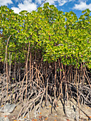 Rote Mangrovenpflanzen (Rhizophora mangle),bei Ebbe in der Nähe des Volivoli Resorts auf Viti Levu,Fidschi,Südpazifik,Pazifik