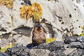 Subantarctic fur seal (Arctocephalus tropicalis) hauled out on the shore of Nightingale Island, Tristan da Cunha Island Group, South Atlantic Ocean