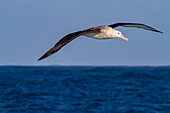 Adult wandering albatross (Diomedea exulans) in flight near the Tristan da Cunha Group, South Atlantic Ocean