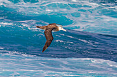 Adult wandering albatross (Diomedea exulans) in flight near the Tristan da Cunha Group, South Atlantic Ocean