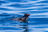 Nördlicher Felsenpinguin (Eudyptes moseleyi),bedeckt mit ausgelaufenem Öl aus dem Wrack der MS Oliva,Nightingale-Insel,Tristan da Cunha-Gruppe,Südatlantik