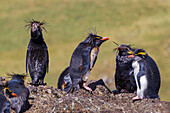 Nördliche Felsenpinguine (Eudyptes moseleyi),bedeckt mit ausgelaufenem Öl aus dem Wrack der MS Oliva,Nightingale-Insel,Tristan da Cunha-Gruppe,Südatlantik