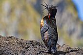 Nördlicher Felsenpinguin (Eudyptes moseleyi),bedeckt mit ausgelaufenem Öl aus dem Wrack der MS Oliva,Nightingale-Insel,Tristan da Cunha-Gruppe,Südatlantik