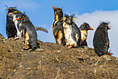 Nördliche Felsenpinguine (Eudyptes moseleyi),bedeckt mit ausgelaufenem Öl aus dem Wrack der MS Oliva,Nightingale Insel,Tristan da Cunha Gruppe,Südatlantik