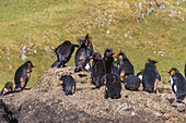 Nördliche Felsenpinguine (Eudyptes moseleyi),bedeckt mit ausgelaufenem Öl aus dem Wrack der MS Oliva,Nightingale-Insel,Tristan da Cunha-Gruppe,Südatlantik