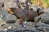 Nördliche Felsenpinguine (Eudyptes moseleyi),bedeckt mit ausgelaufenem Öl aus dem Wrack der MS Oliva,Nightingale-Insel,Tristan da Cunha-Gruppe,Südatlantik