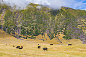 View of the potato patch on Tristan da Cunha, the most remote inhabited location on Earth, Tristan da Cunha, South Atlantic Ocean