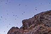 Blick in der Morgendämmerung auf Boatswain Bird Island vor der Insel Ascension im südlichen tropischen Atlantik,Südatlantik