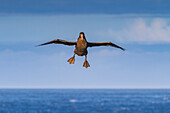 Southern giant petrel (Macronectes giganteus) in flight near Tristan da Cunha, South Atlantic Ocean