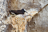 Brutplatz der adulten Schwarznudel (Anous minutus) auf der Boatswain Bird Insel vor der Ascension Insel,Südatlantik