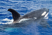 Eine kleine Gruppe von Schwertwalen (Orcinus orca) vor der Insel Ascension im tropischen Atlantik,Südatlantik