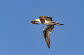 Young northern gannet (Morus bassanus) in flight near Ile des Oiseaux in the Parc National du Delta du Saloum, UNESCO World Heritage Site, Senegal, West Africa, Africa