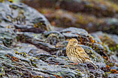 Ausgewachsener Südgeorgienpieper (Anthus antarcticus) beim Füttern bei Ebbe auf der Insel Prion,Bay of Isles,Südgeorgien,Polarregionen