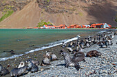 Jungtiere der Antarktischen Pelzrobbe (Arctocephalus gazella) in der Nähe der verlassenen Walfangstation in der Stromness Bay auf Südgeorgien,Polargebiete