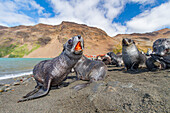 Antarctic fur seal pups (Arctocephalus gazella) near the abandoned whaling station at Stromness Bay on South Georgia, Polar Regions