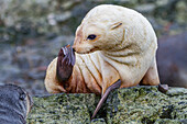 Leucistic caused by lack of melanin, or blond Antarctic fur seal pup (Arctocephalus gazella) on South Georgia, Southern Ocean, Polar Regions