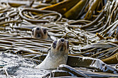 Antarctic fur seal pups (Arctocephalus gazella) playing in the kelp on Prion Island in the Bay of Isles on South Georgia, Polar Regions