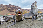 Antarctic fur seal pups (Arctocephalus gazella) near the abandoned whaling station at Stromness Bay on South Georgia, Polar Regions