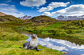 Antarctic fur seal pup (Arctocephalus gazella) near the abandoned whaling station at Stromness Bay on South Georgia, Polar Regions