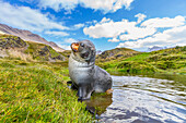 Antarctic fur seal pup (Arctocephalus gazella) near the abandoned whaling station at Stromness Bay on South Georgia, Polar Regions