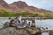 Antarctic fur seal pups (Arctocephalus gazella) playing in Fortuna Bay on South Georgia, Southern Ocean, Polar Regions