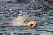 Leucistic caused by lack of melanin, or blond Antarctic fur seal pup (Arctocephalus gazella) on South Georgia, Polar Regions