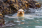 Leucistic caused by lack of melanin, or blond Antarctic fur seal pup (Arctocephalus gazella) on South Georgia, Polar Regions