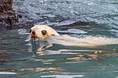 Leucistic caused by lack of melanin, or blond Antarctic fur seal pup (Arctocephalus gazella) on South Georgia, Polar Regions