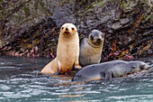 Leucistic caused by lack of melanin, or blond Antarctic fur seal pup (Arctocephalus gazella) on South Georgia, Polar Regions