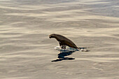 Antarctic fur seal (Arctocephalus gazella) foraging at sea near South Georgia, Southern Ocean, Polar Regions