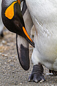 King penguin (Aptenodytes patagonicus) detail at breeding and nesting colony at St. Andrews Bay on South Georgia, Southern Ocean, Polar Regions