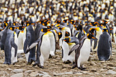 King penguin (Aptenodytes patagonicus) breeding and nesting colony at St. Andrews Bay on South Georgia, Southern Ocean, Polar Regions