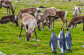 King penguin (Aptenodytes patagonicus) with introduced reindeer at breeding and nesting colony at St. Andrews Bay on South Georgia, Southern Ocean, Polar Regions