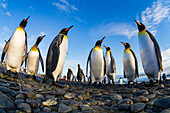 Königspinguin (Aptenodytes patagonicus) Brut- und Nistkolonie in der Salisbury-Ebene in der Bay of Isles,Südgeorgien,Südlicher Ozean,Polargebiete