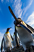 Curious king penguin (Aptenodytes patagonicus) at breeding and nesting colony at Salisbury Plain in the Bay of Isles, South Georgia, Southern Ocean, Polar Regions