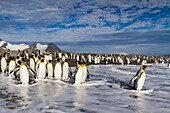 Königspinguine (Aptenodytes patagonicus) am Strand der Brut- und Nistkolonie in der Salisbury-Ebene in der Bay of Isles,Südgeorgien,Südlicher Ozean,Polargebiete