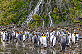 Königspinguine (Aptenodytes patagonicus) in der Brut- und Nistkolonie in der Right Whale Bay,Südgeorgien,Polargebiete