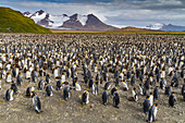 Königspinguine (Aptenodytes patagonicus) in der Brut- und Nistkolonie auf der Salisbury-Ebene in der Inselbucht,Südgeorgien,Polargebiete