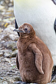 King penguin (Aptenodytes patagonicus) adult and chick at breeding and nesting colony at Salisbury Plain, South Georgia, Polar Regions