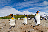 Königspinguine (Aptenodytes patagonicus) in der Brut- und Nistkolonie auf der Salisbury-Ebene in der Inselbucht,Südgeorgien,Polargebiete